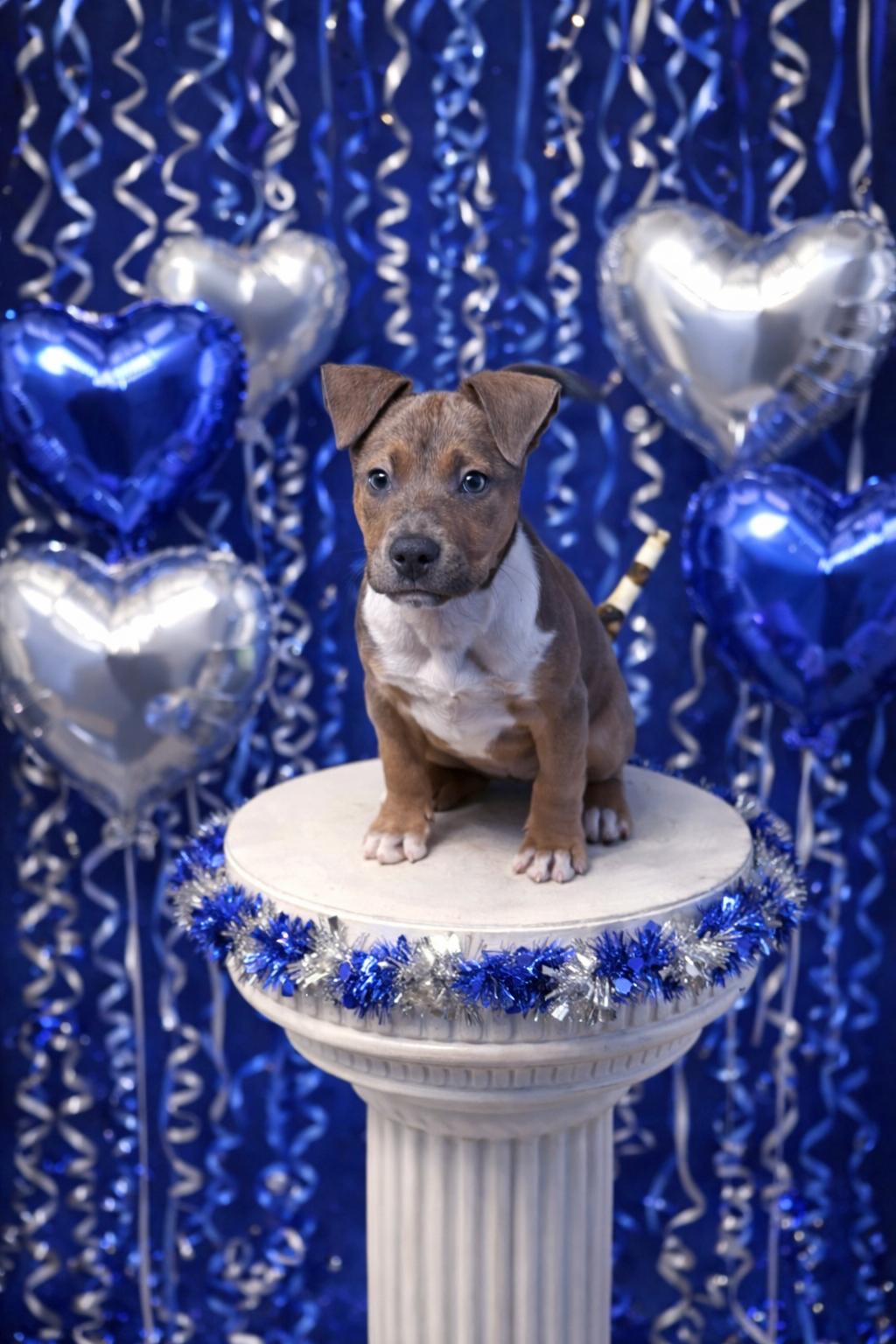Enlarge Tapper, an adopted mixed breed in Wanaque, NJ image 2/3