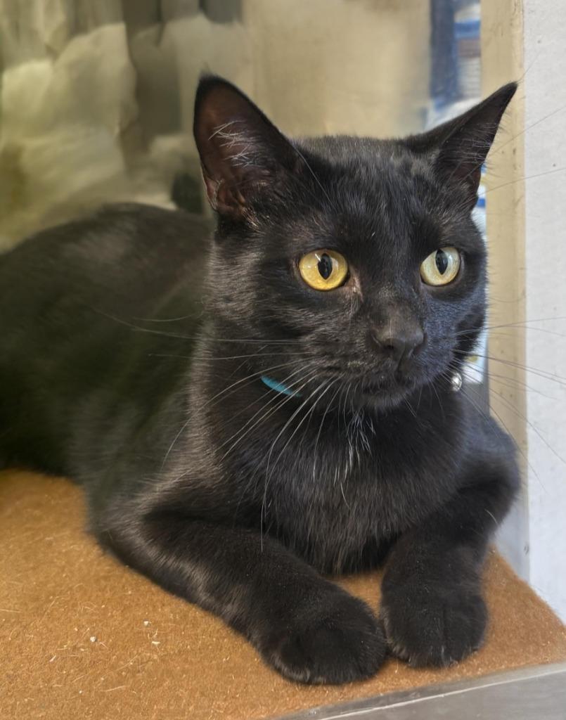 Enlarge Dutchess, a Adoptable mixed breed in Sunnyvale, TX image 2/3