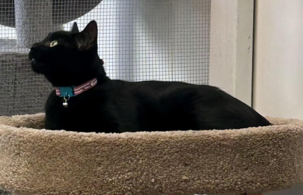 Dutchess, Adoptable, Adult Female Domestic Short Hair.