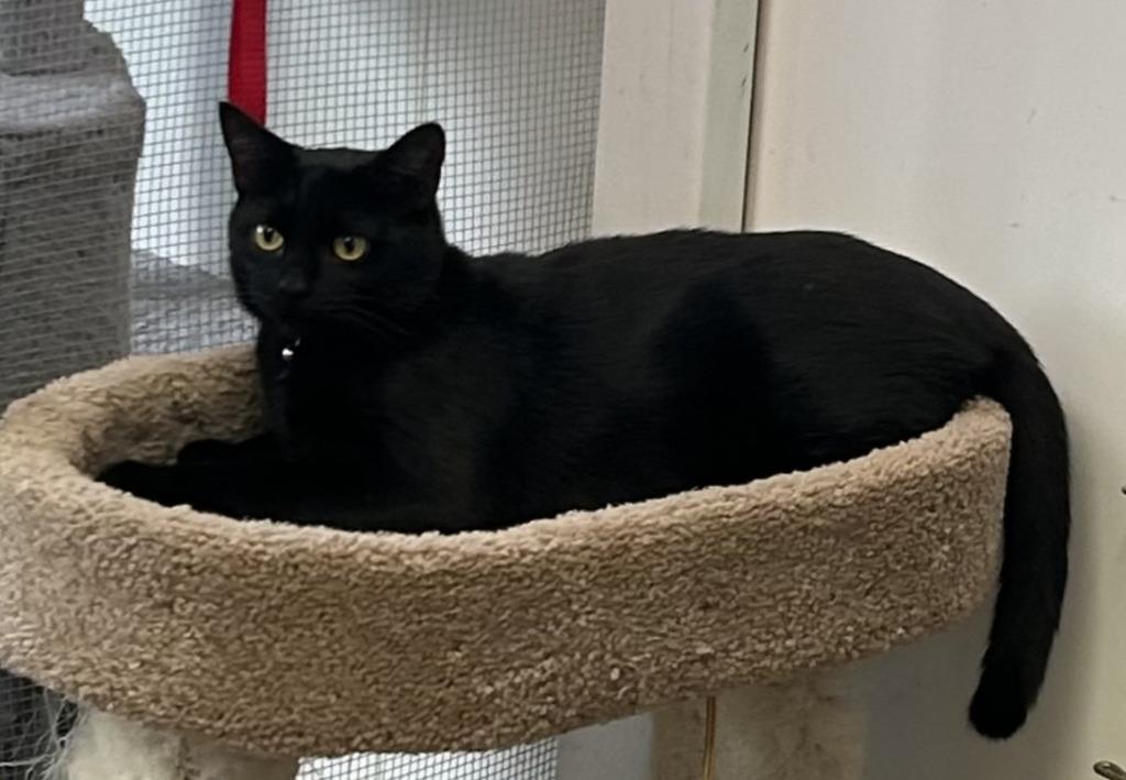 Enlarge Dutchess, a Adoptable mixed breed in Sunnyvale, TX image 2/3