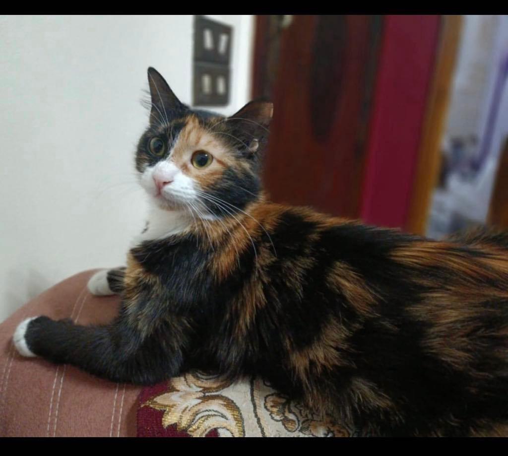 Zeda photo 6
