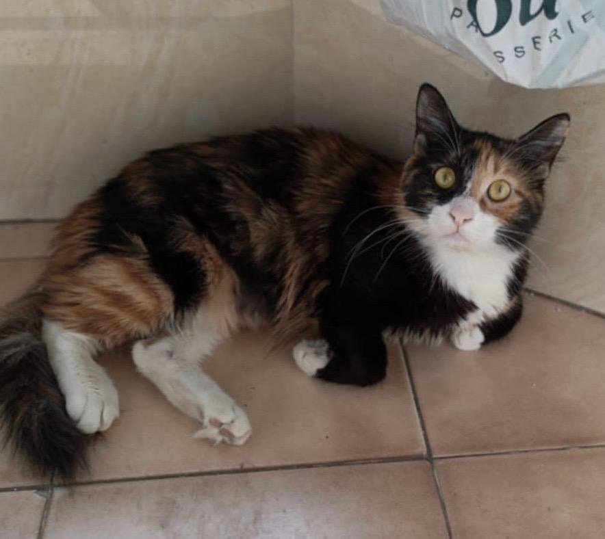 Zeda, Young Female Calico