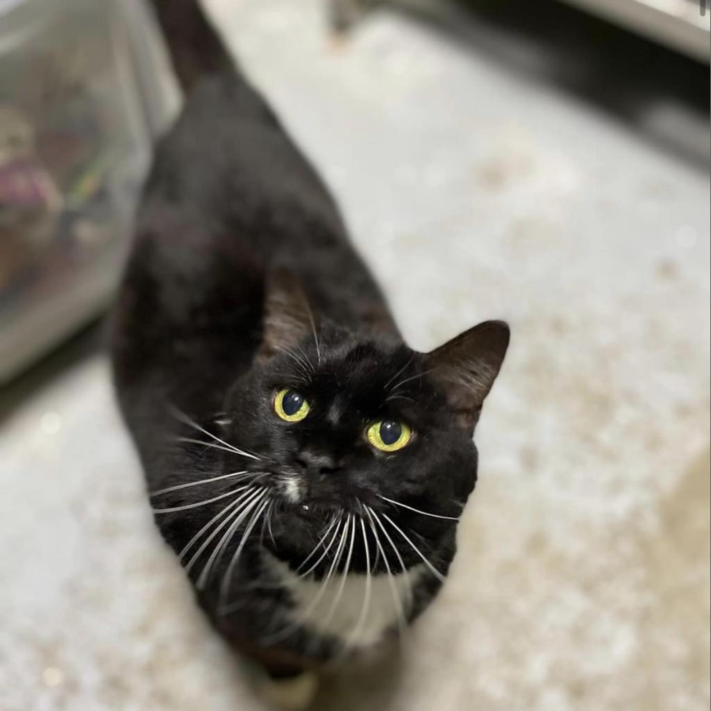 Sinclair, Adoptable, Senior Female Domestic Short Hair.