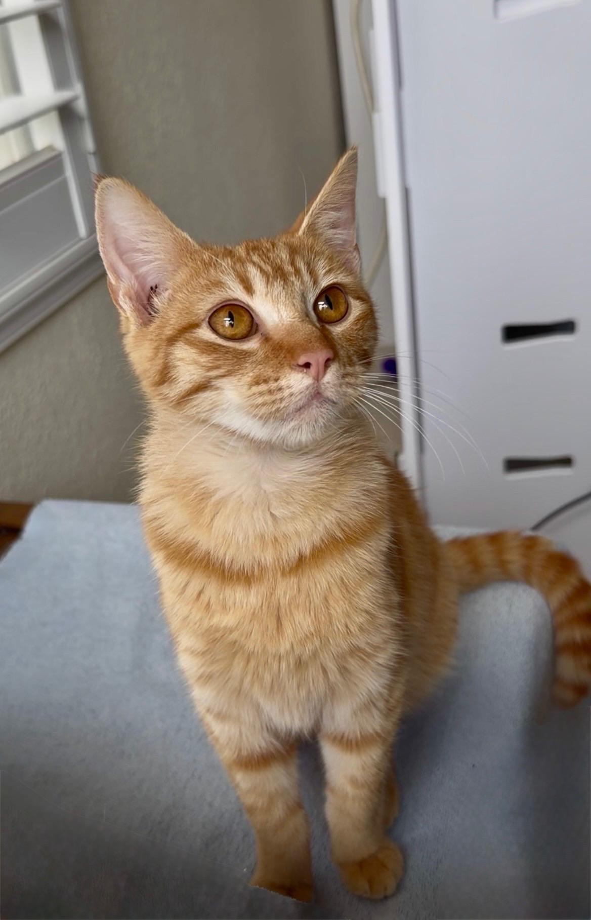 Apricot, adopted, Kitten Male Domestic Short Hair.