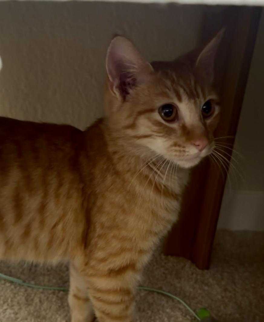 Enlarge Apricot, an adopted Domestic Short Hair in San Rafael, CA image 3/5
