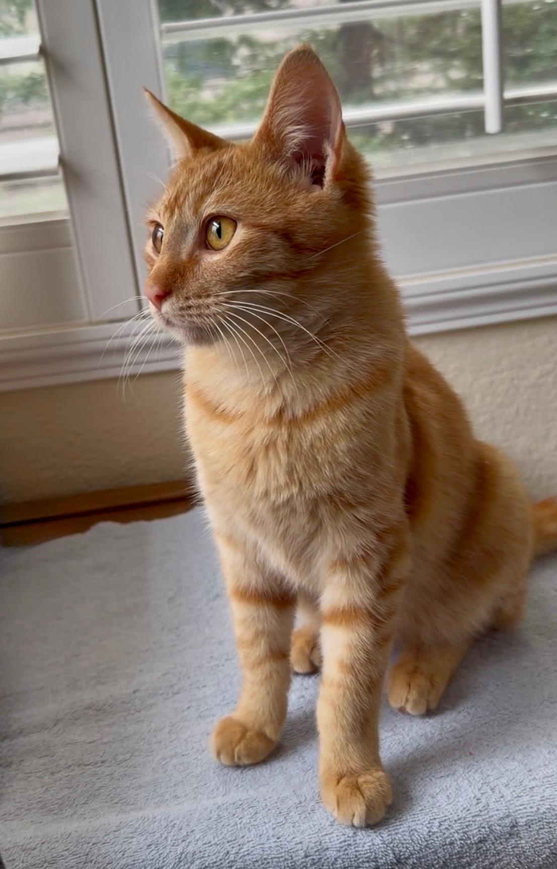 Enlarge Apricot, an adopted Domestic Short Hair in San Rafael, CA image 4/5