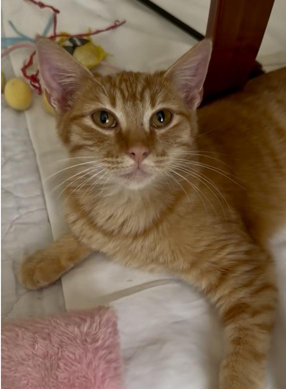Enlarge Apricot, an adopted Domestic Short Hair in San Rafael, CA image 5/5