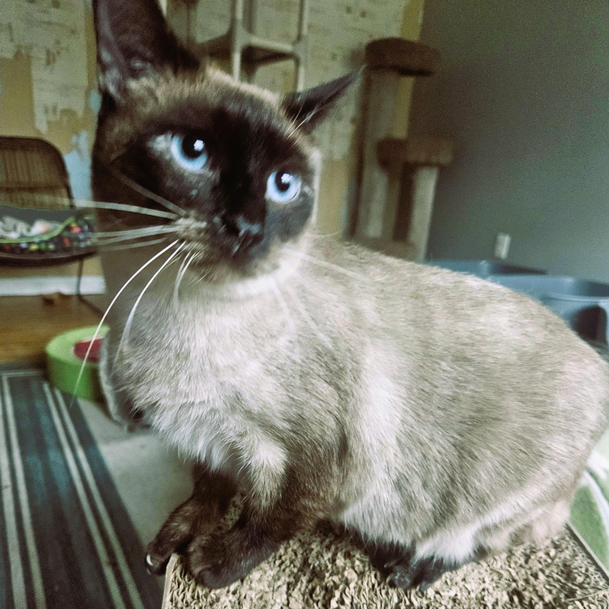 Enlarge Lilibet (Sweet Siamese), a ADOPTABLE Siamese in Rochester, NY image 2/5