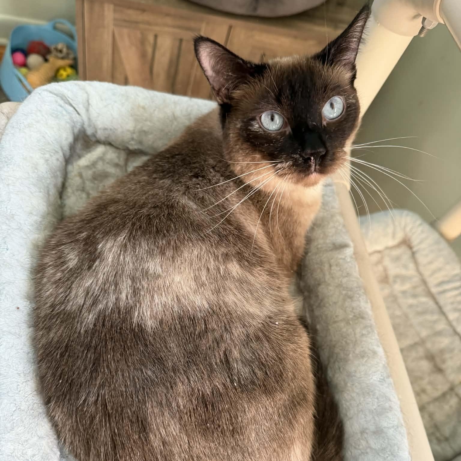 Enlarge Lilibet (Sweet Siamese), a ADOPTABLE Siamese in Rochester, NY image 3/5