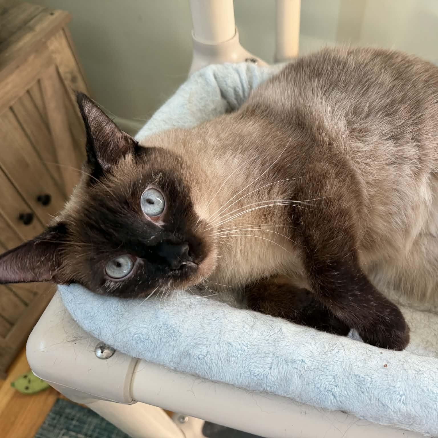 Enlarge Lilibet (Sweet Siamese), a ADOPTABLE Siamese in Rochester, NY image 4/5