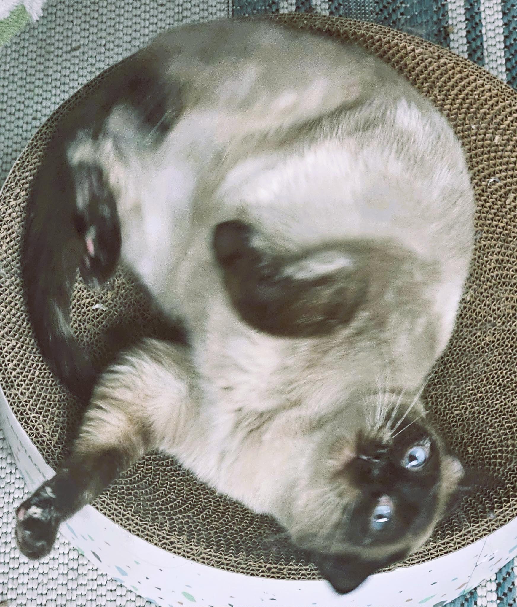 Enlarge Lilibet (Sweet Siamese), a ADOPTABLE Siamese in Rochester, NY image 5/5