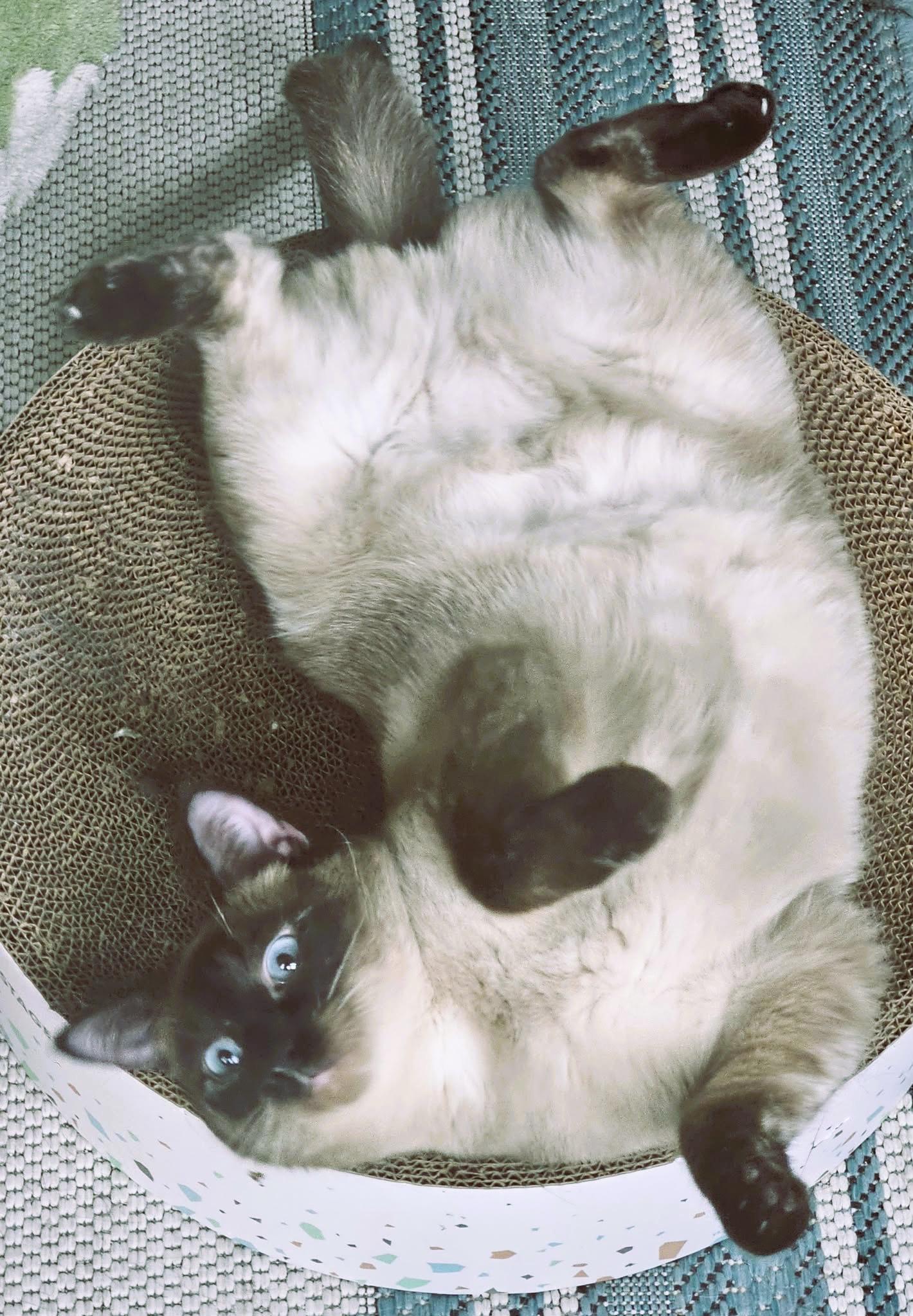 Enlarge Lilibet (Sweet Siamese), a ADOPTABLE Siamese in Rochester, NY image 4/5