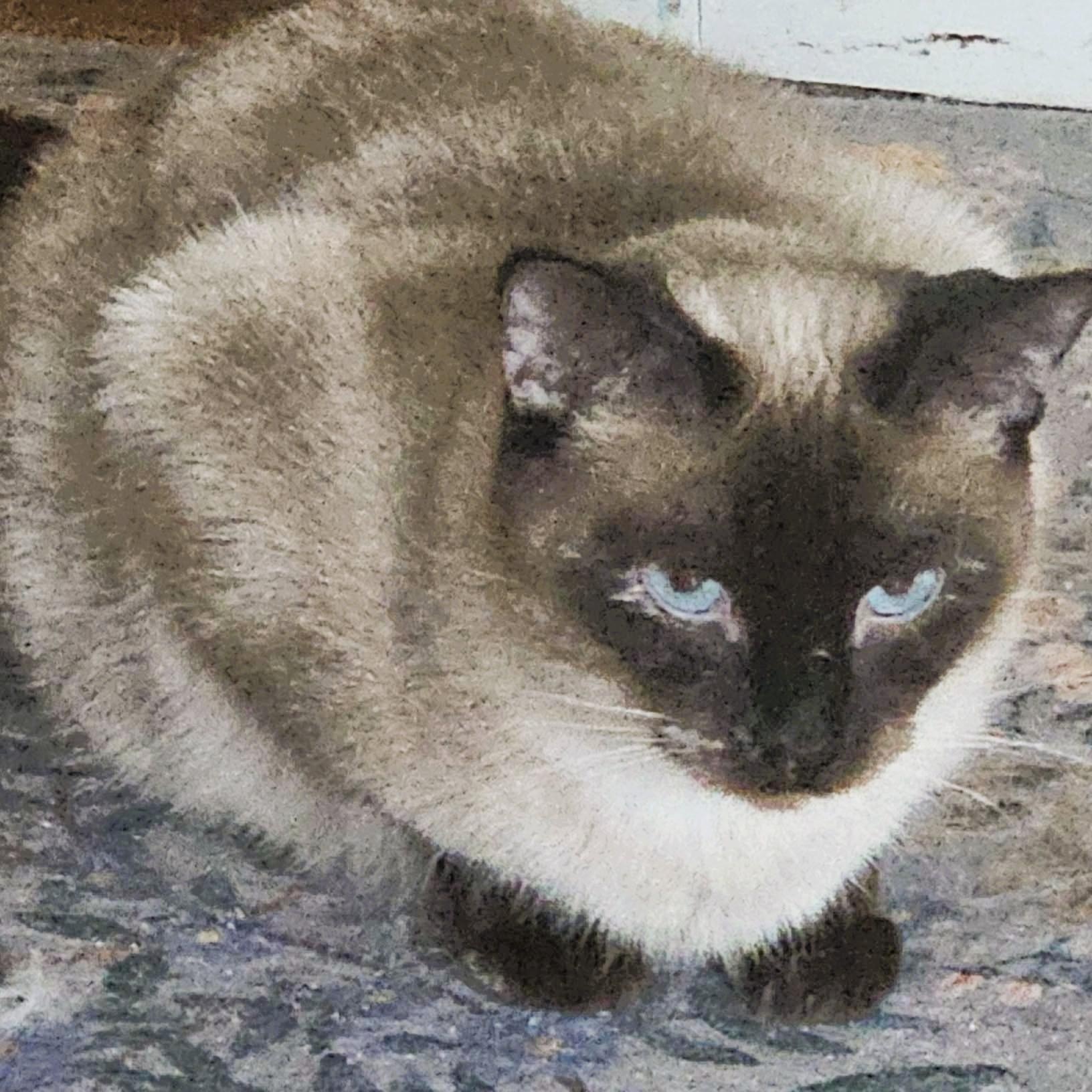 Lilibet (Sweet Siamese), ADOPTABLE, Young Female Siamese.