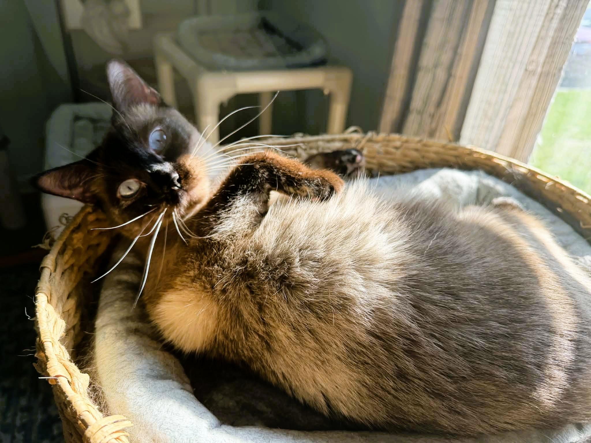 Enlarge Lilibet (Sweet Siamese), a ADOPTABLE Siamese in Rochester, NY image 2/5