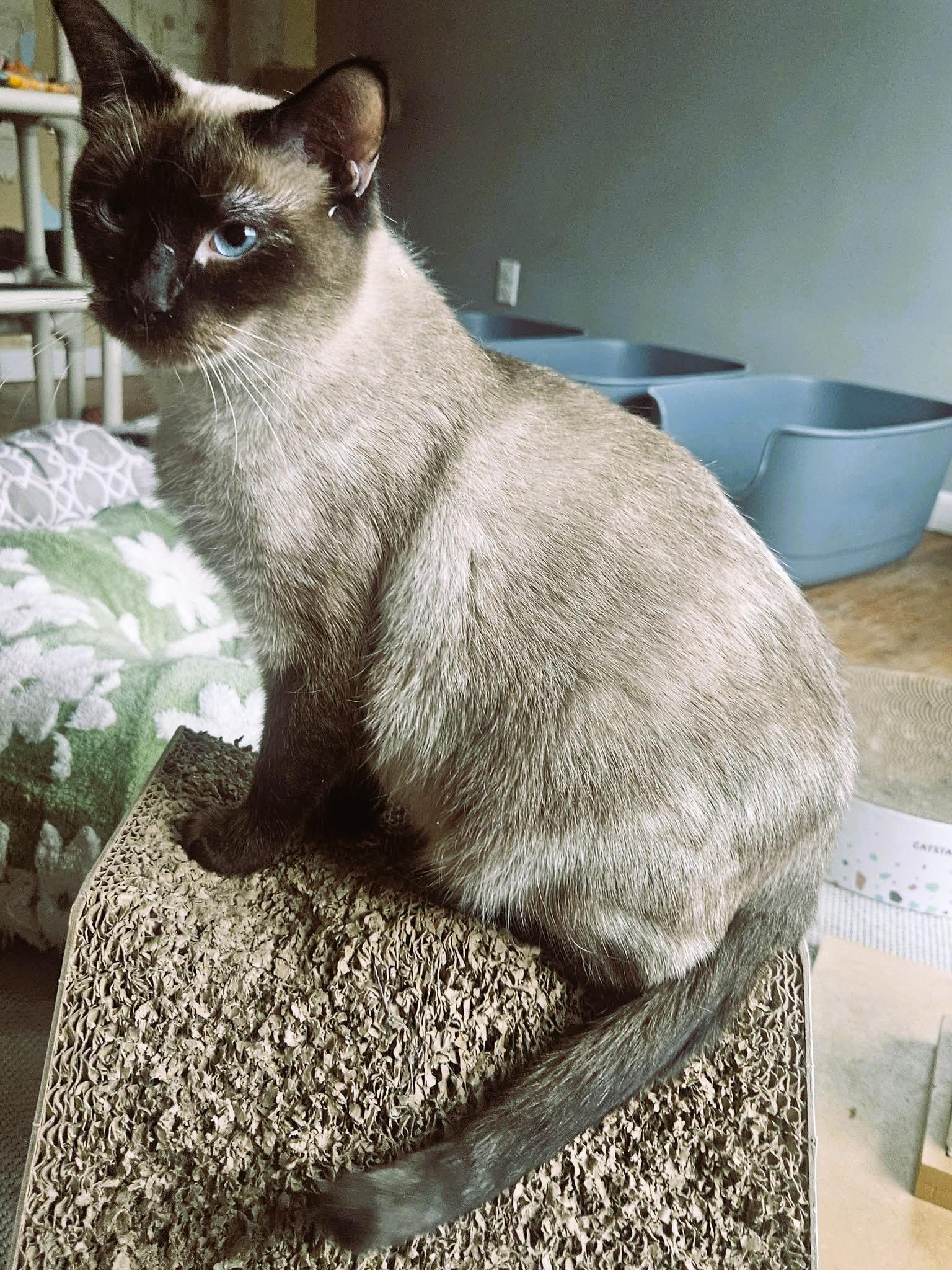 Enlarge Lilibet (Sweet Siamese), a ADOPTABLE Siamese in Rochester, NY image 3/5