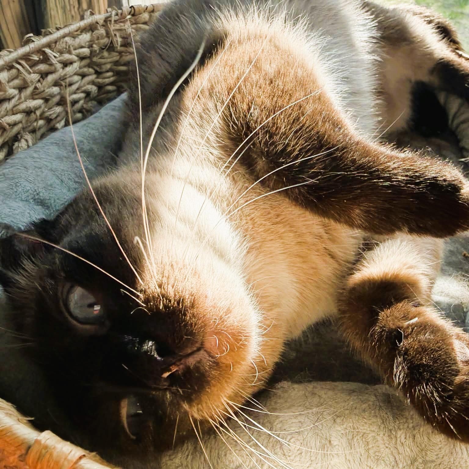 Enlarge Lilibet (Sweet Siamese), a ADOPTABLE Siamese in Rochester, NY image 5/5
