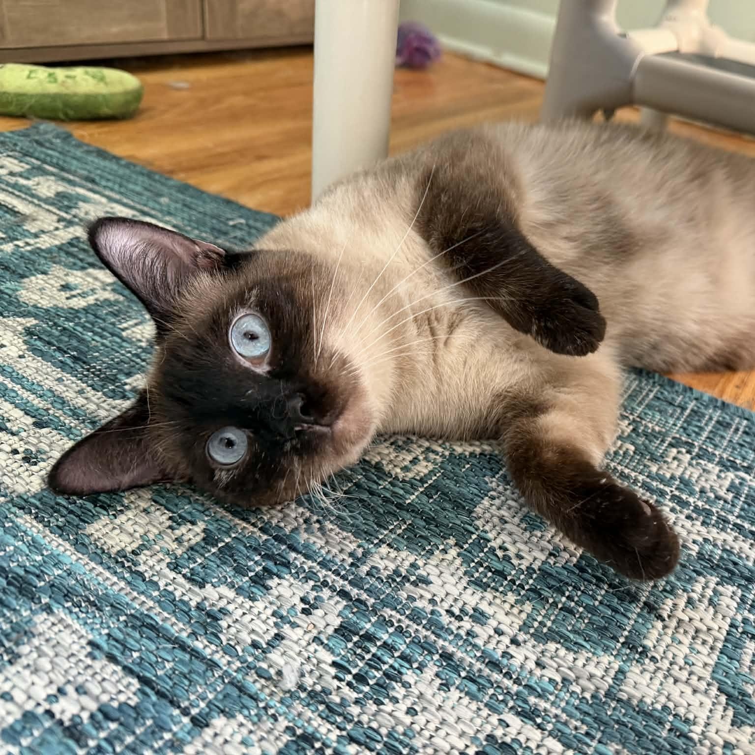 Lilibet (Sweet Siamese), ADOPTABLE, Young Female Siamese.