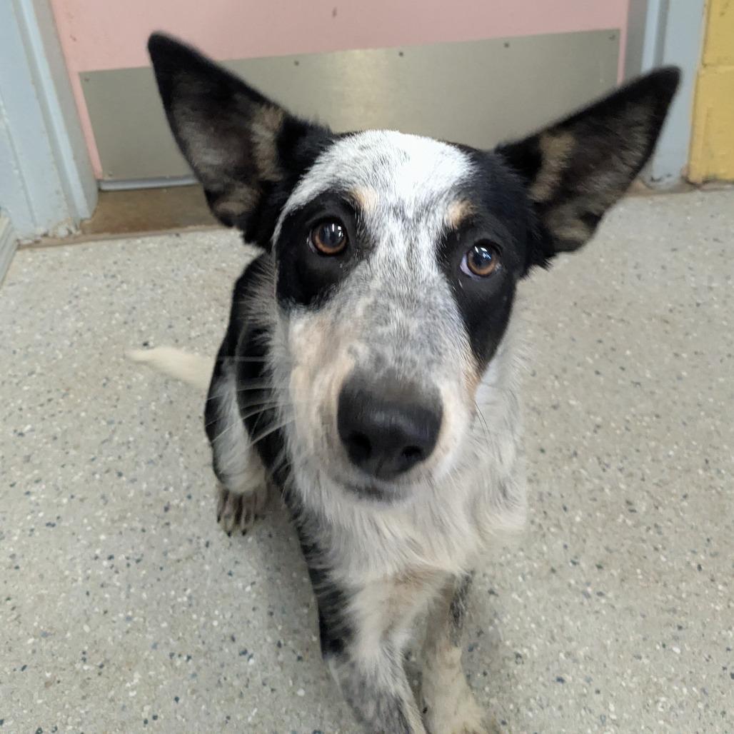 (Vet ?) Kayla, a Adoptable Mixed Breed in Huntsville, AR image 1/2