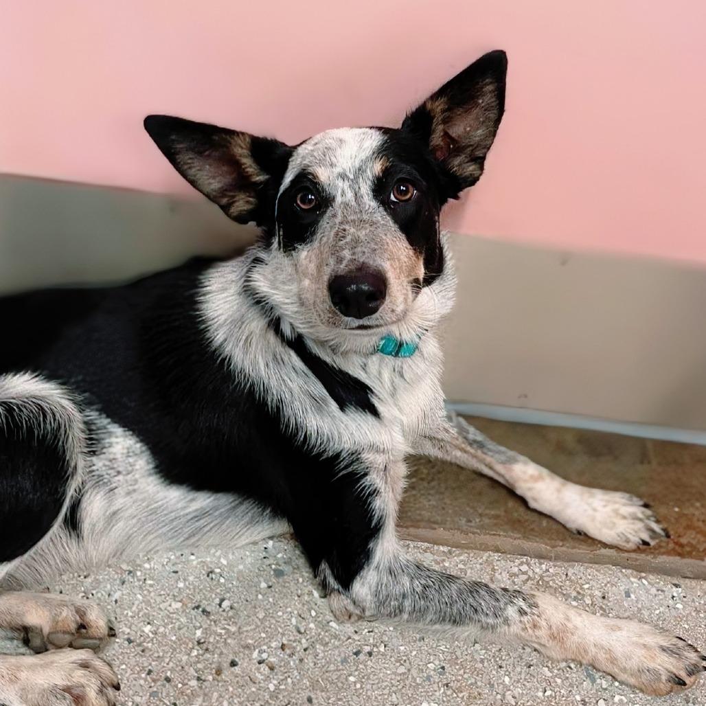 (Vet ?) Kayla, a Adoptable Mixed Breed in Huntsville, AR image 2/2