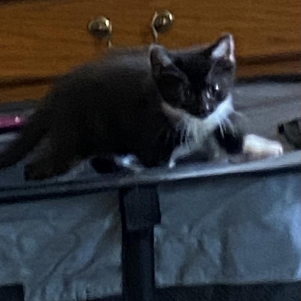 GEM, ADOPTABLE, Kitten Female Domestic Short Hair.