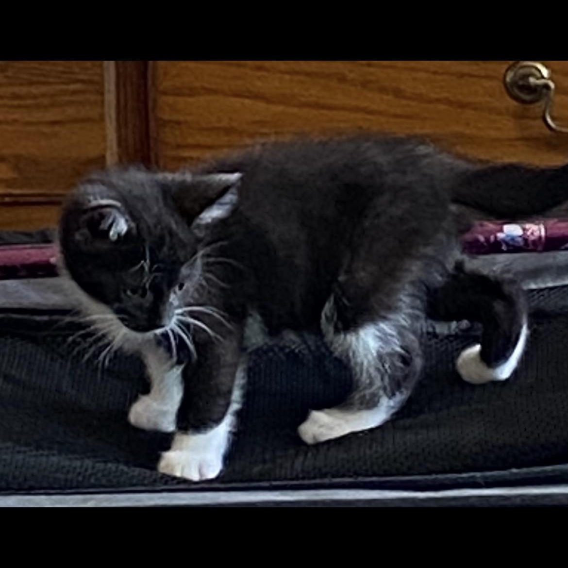 Enlarge GEM, a ADOPTABLE Domestic Short Hair in Crofton, MD image 4/4