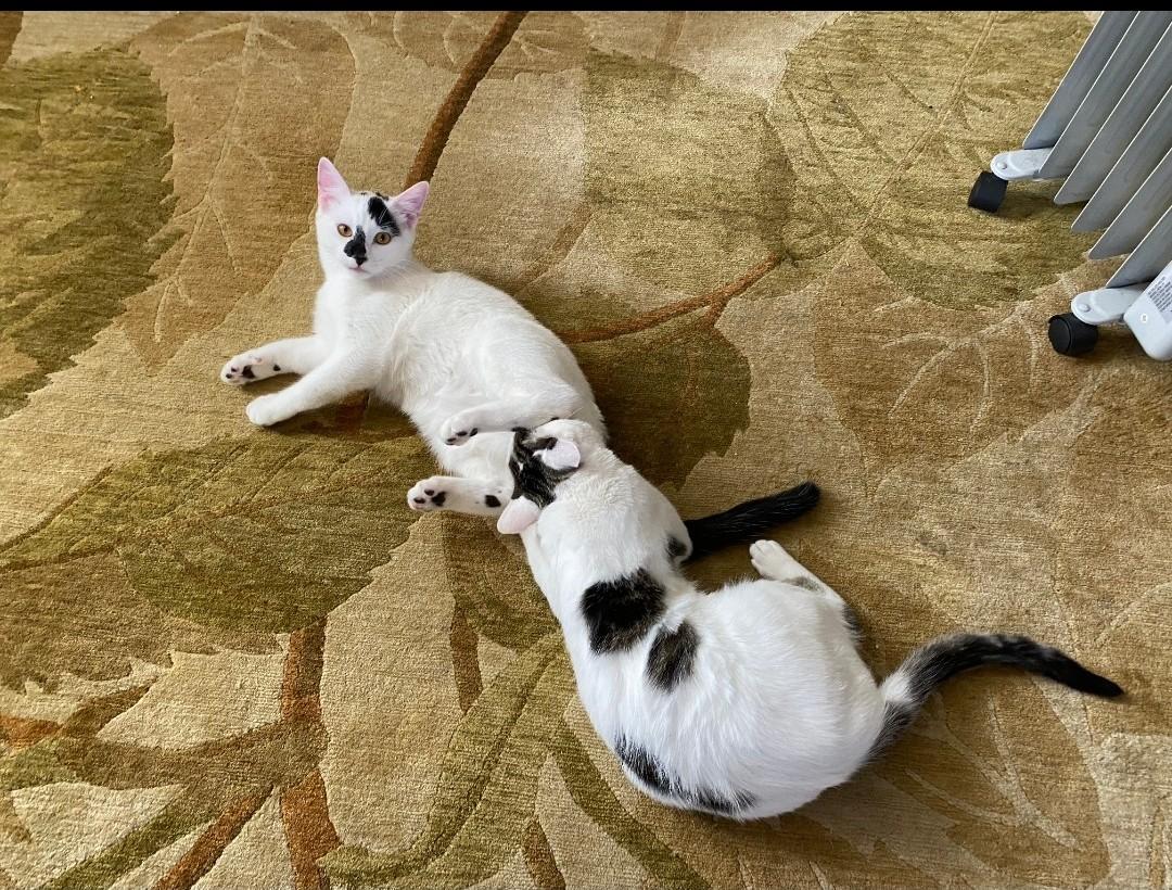 Enlarge Mea and Gizmo, a Adoptable Domestic Short Hair in Roslyn, WA image 1/1