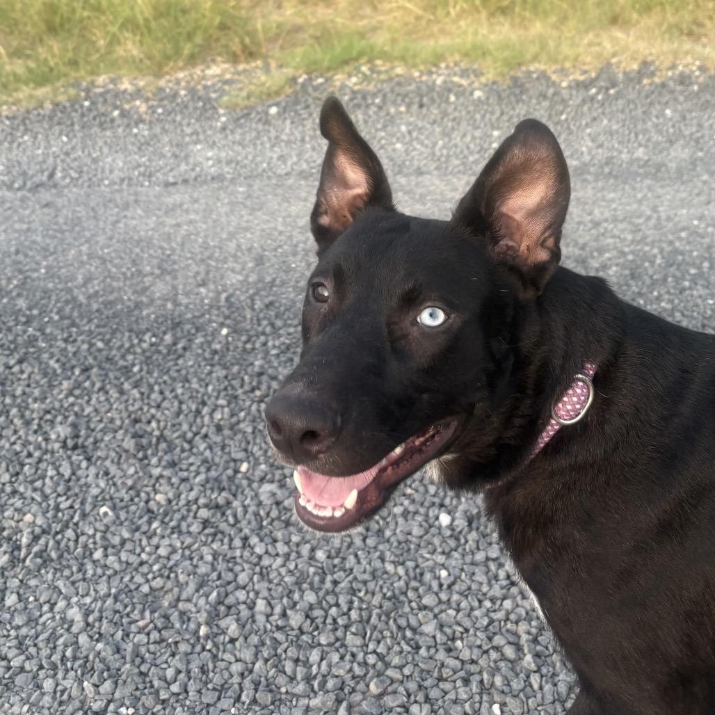 Oreo, Adoptable, Young Male Australian Cattle Dog / Blue Heeler & Mixed Breed.
