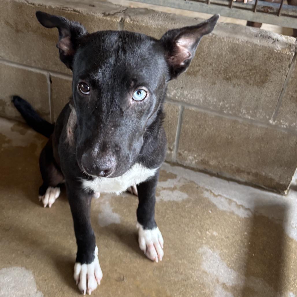 Enlarge Oreo, a Adoptable mixed breed in Floresville, TX image 2/4