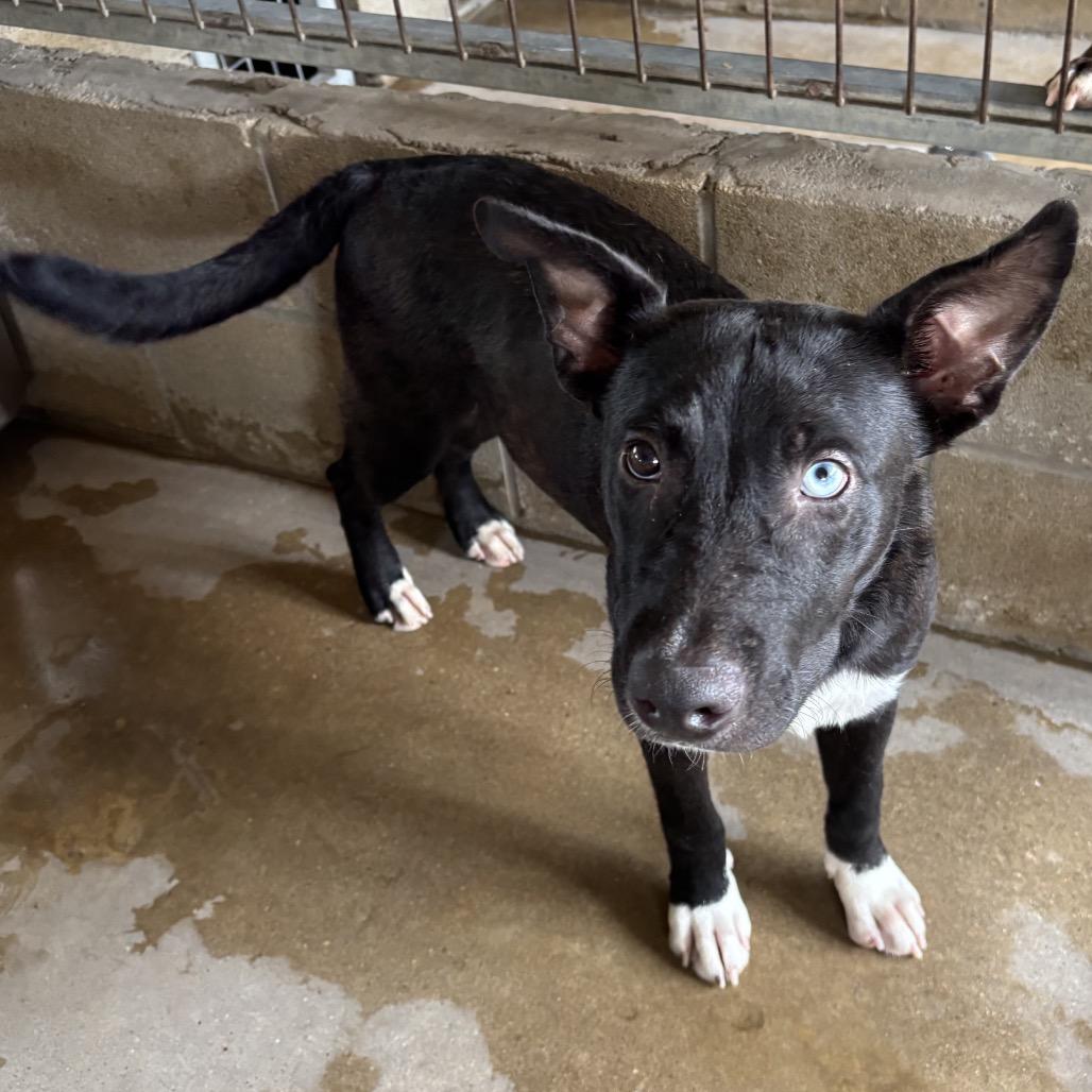 Enlarge Oreo, a Adoptable mixed breed in Floresville, TX image 3/4