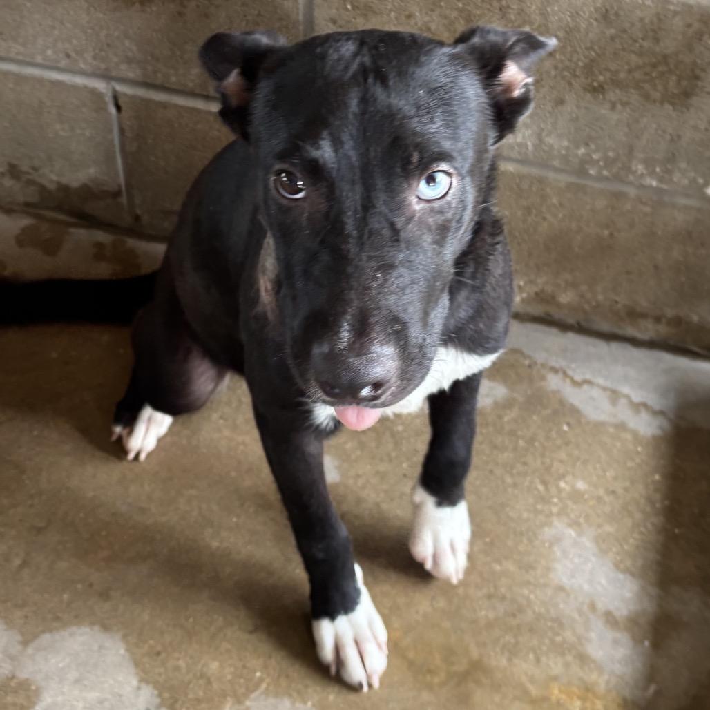 Enlarge Oreo, a Adoptable mixed breed in Floresville, TX image 4/4