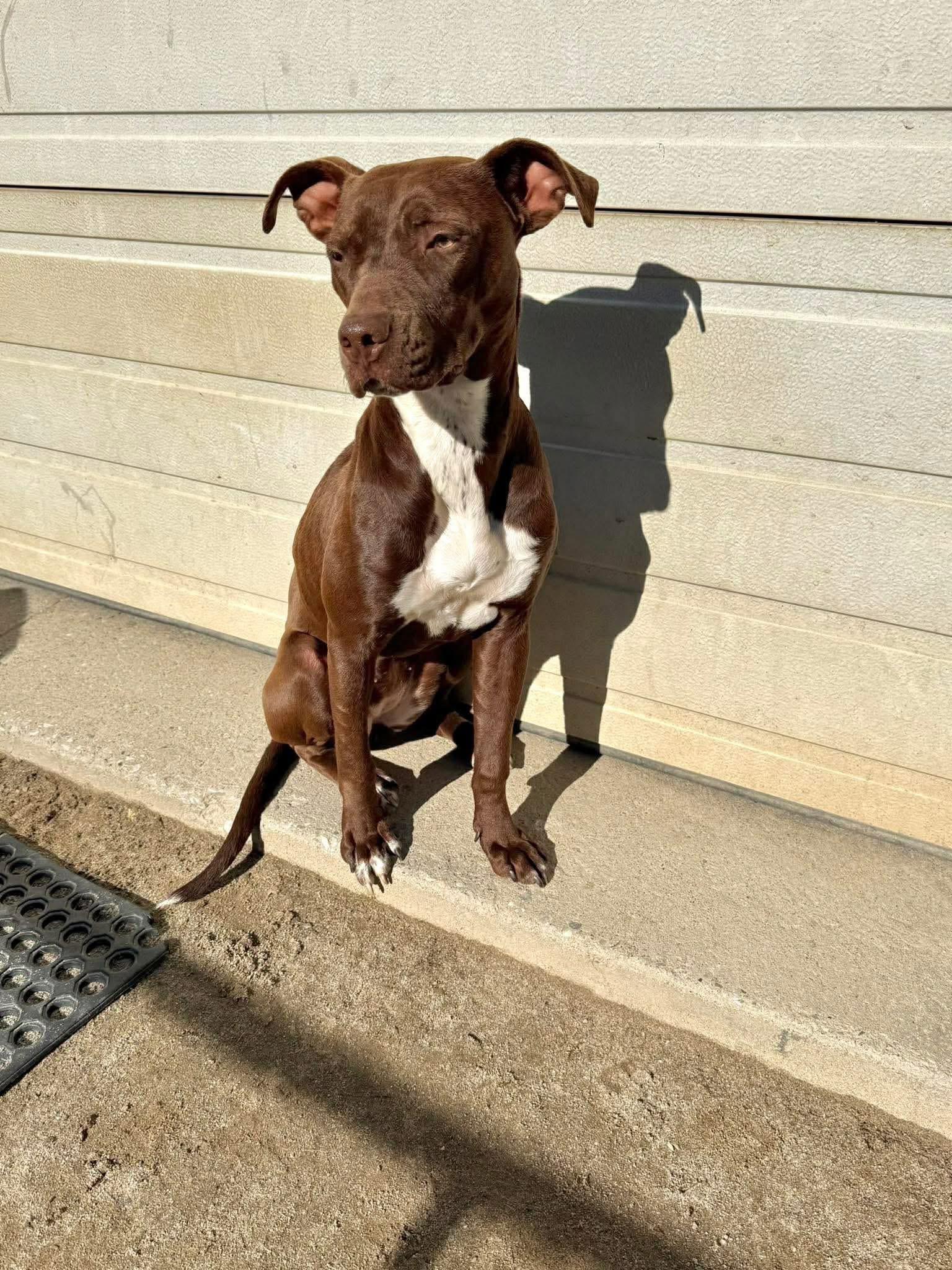 Enlarge Chaco-Latte, a ADOPTABLE mixed breed in Randolph Center, VT image 1/5