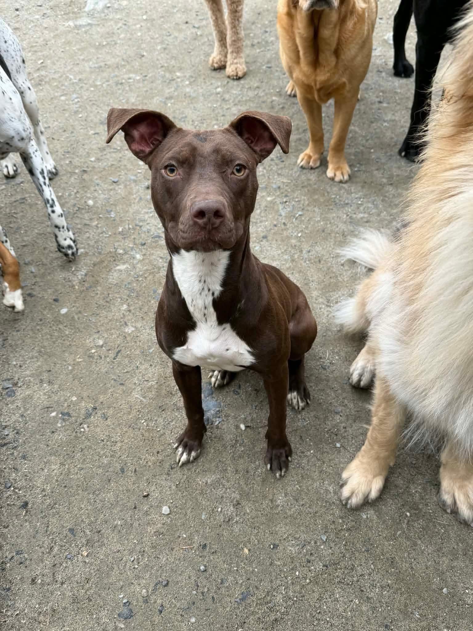 Enlarge Chaco-Latte, a ADOPTABLE mixed breed in Randolph Center, VT image 2/5