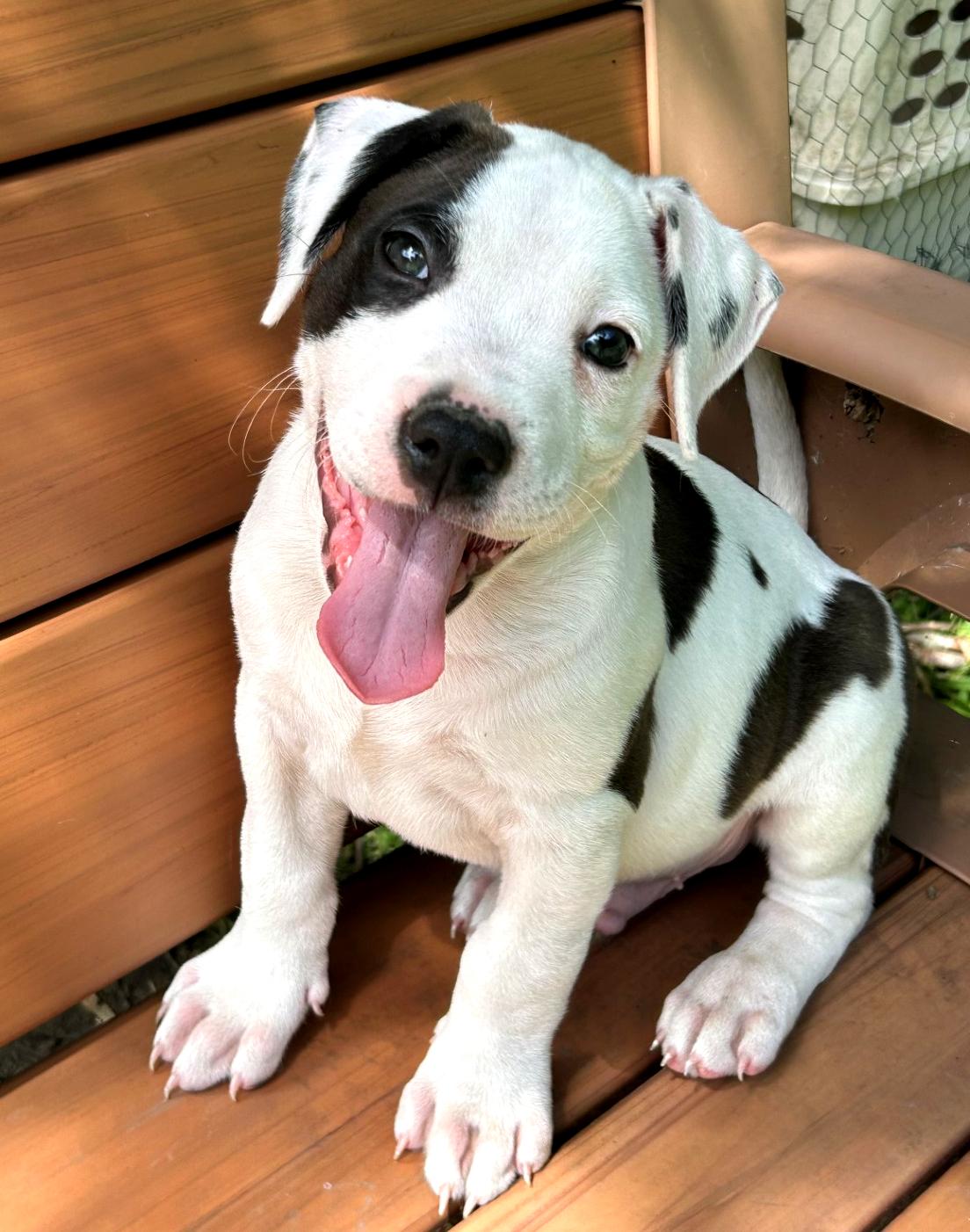 Enlarge Sport, a ADOPTABLE mixed breed in Buffalo, NY image 1/6