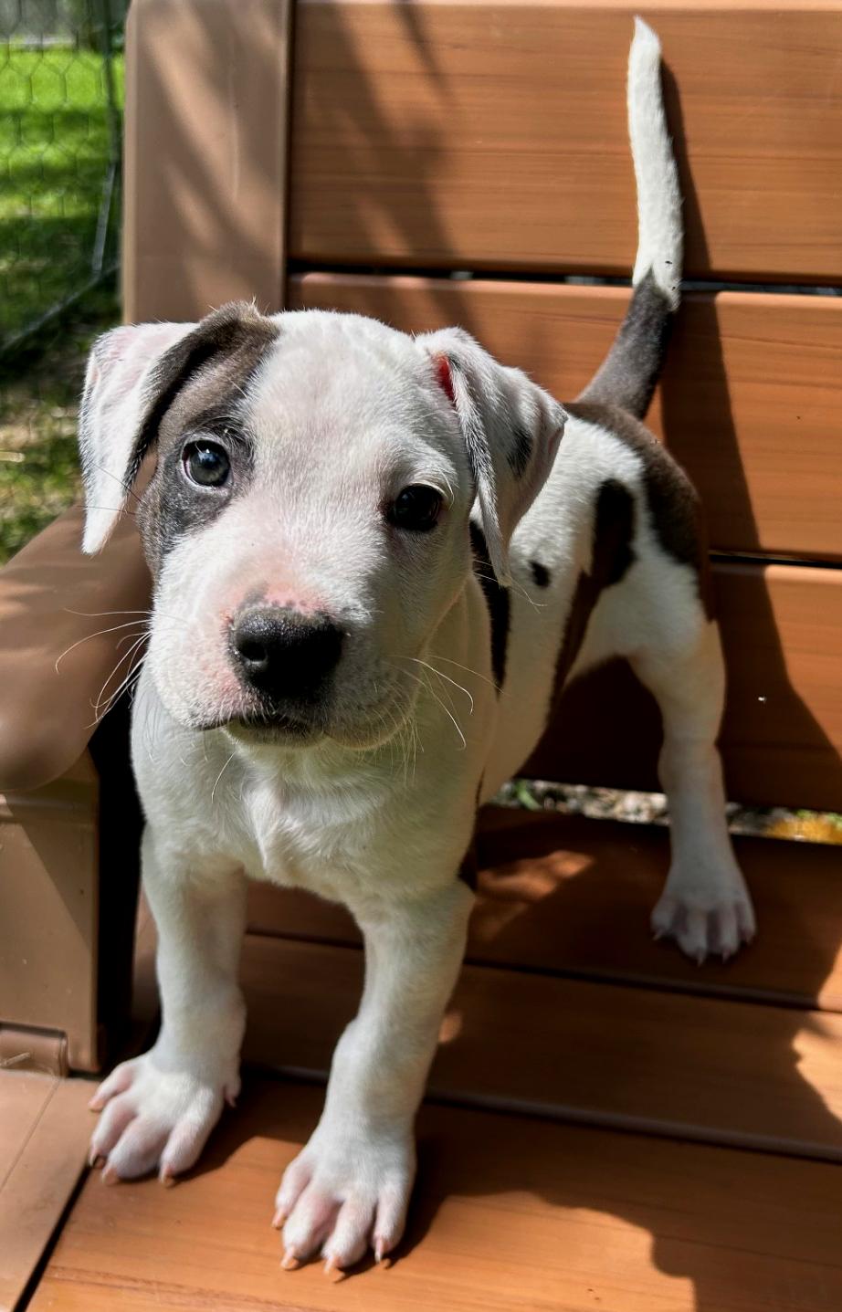 Enlarge Sport, a ADOPTABLE mixed breed in Buffalo, NY image 6/6