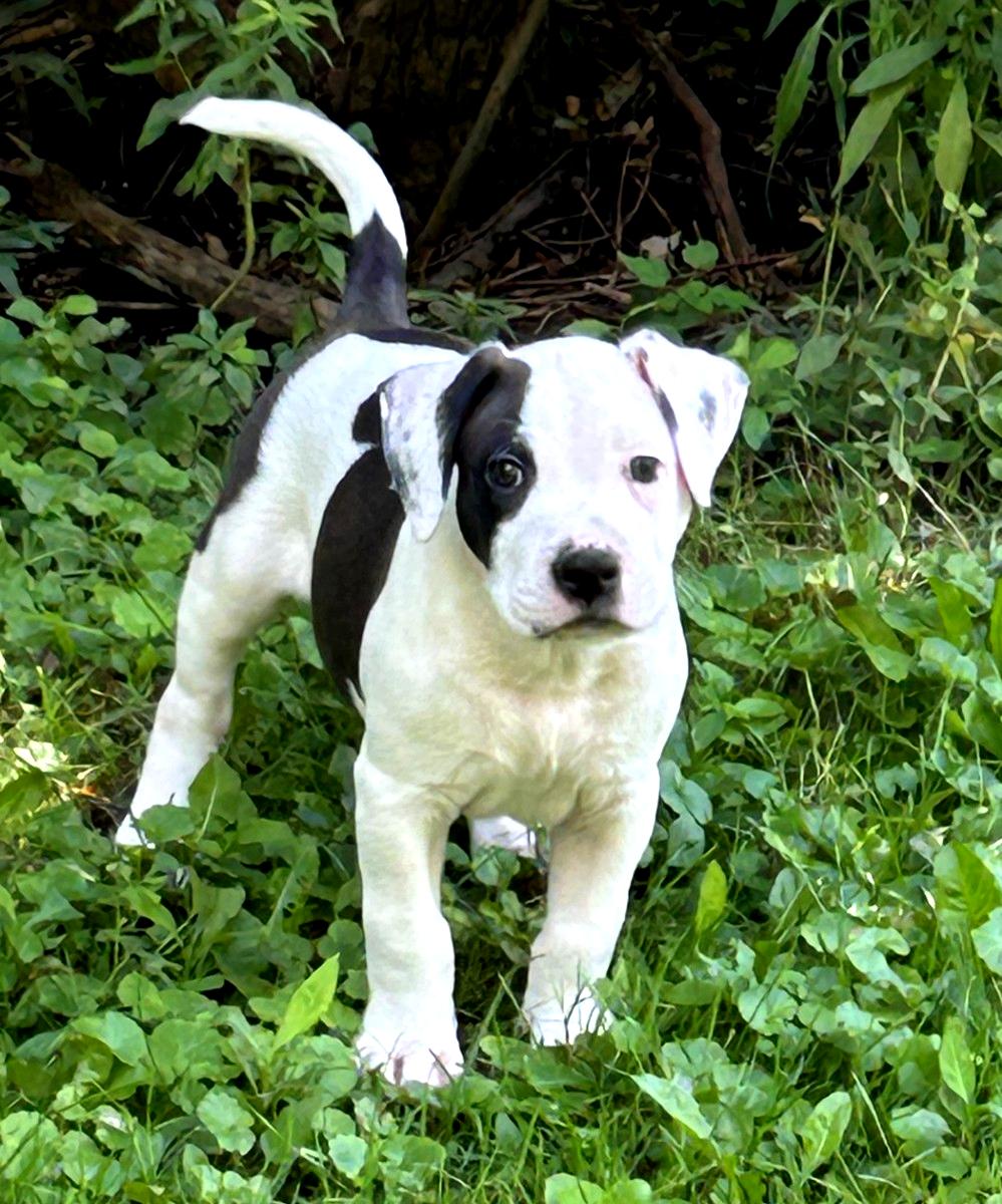 Enlarge Sport, a ADOPTABLE mixed breed in Buffalo, NY image 2/6