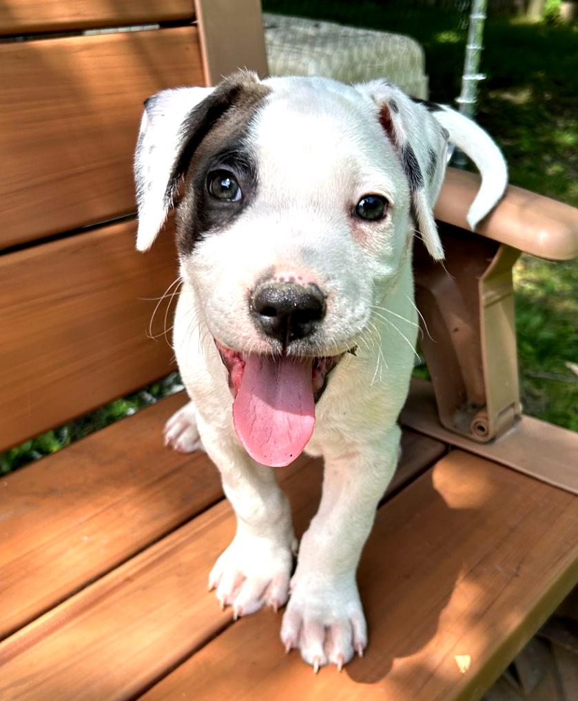 Enlarge Sport, a ADOPTABLE mixed breed in Buffalo, NY image 4/6