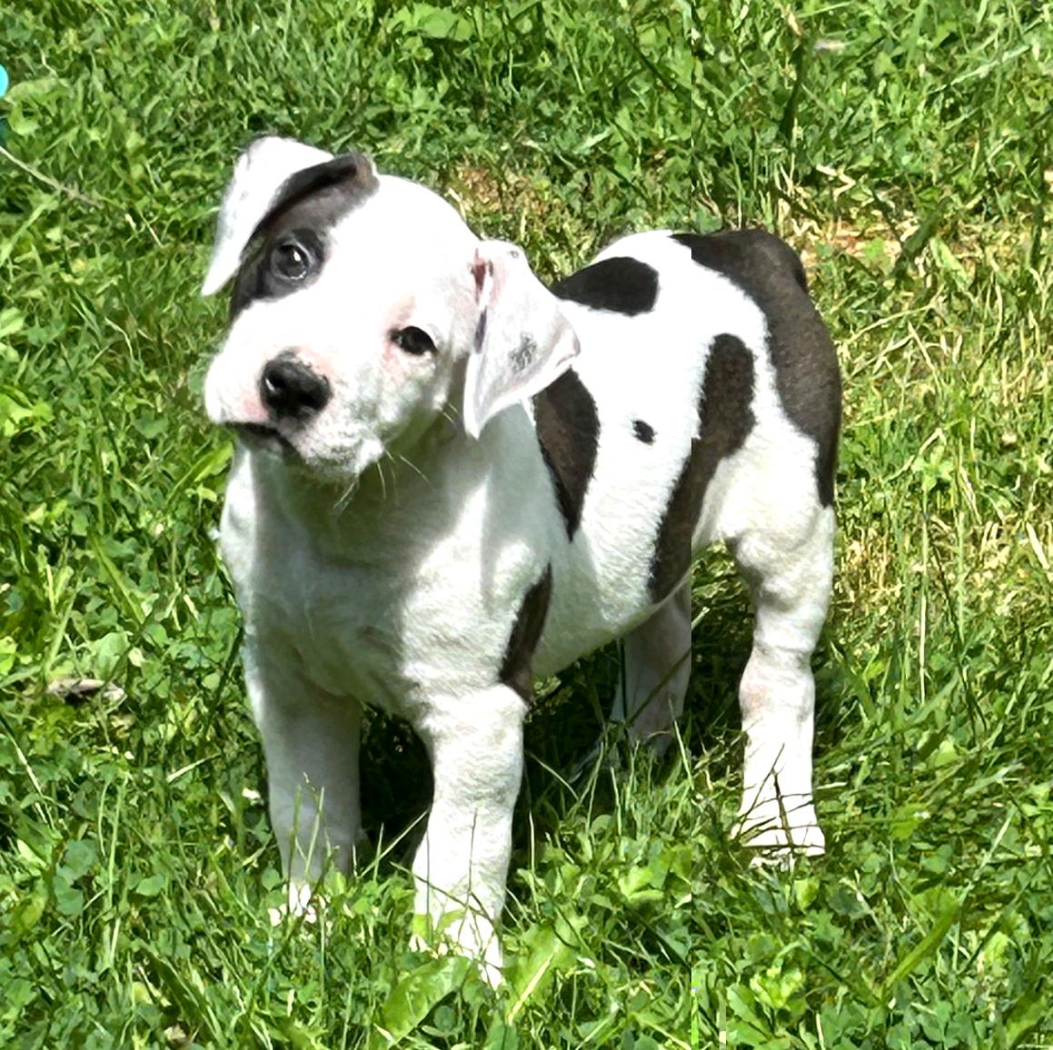 Enlarge Sport, a ADOPTABLE mixed breed in Buffalo, NY image 5/6