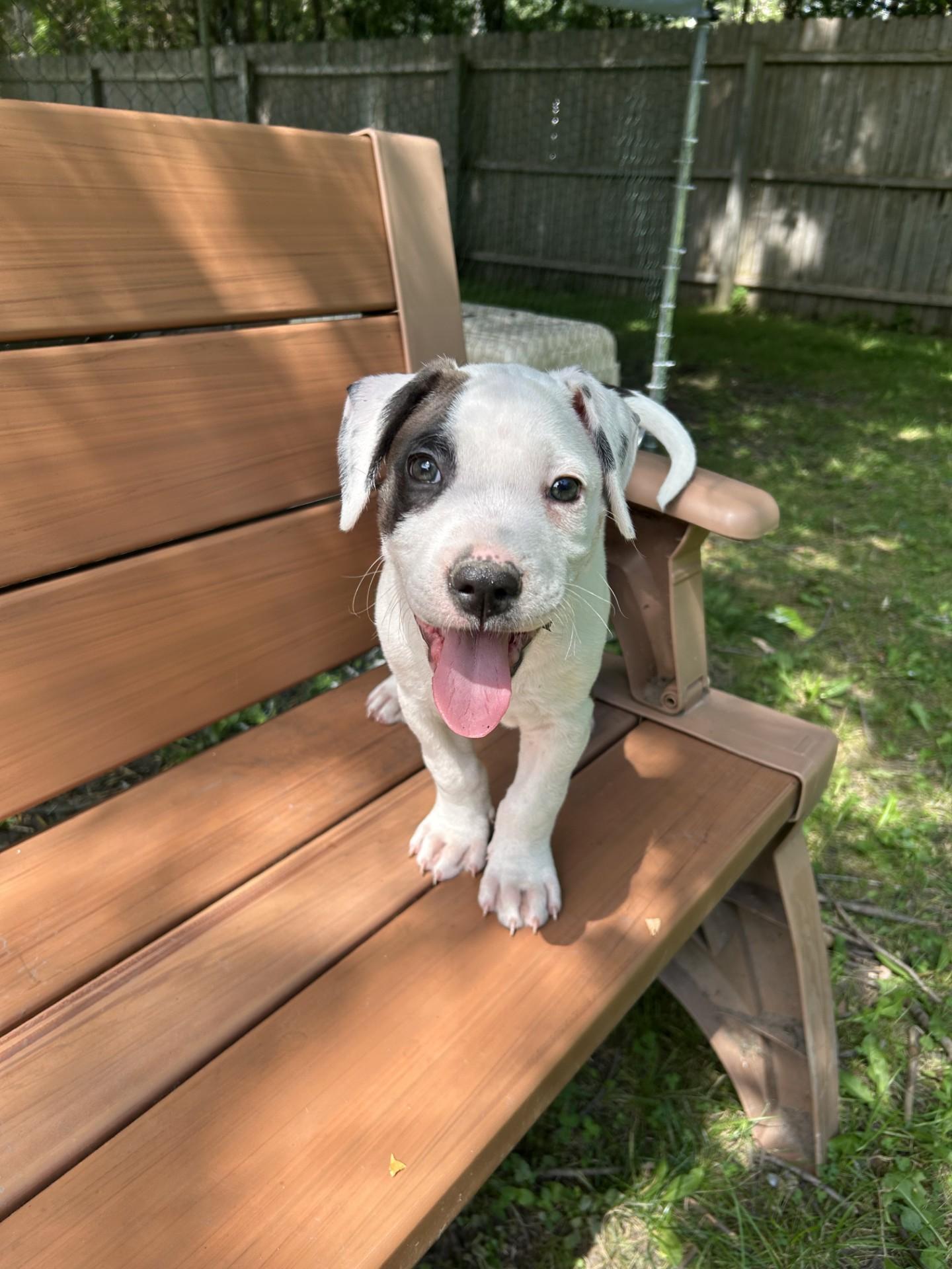 Enlarge Sport, a ADOPTABLE mixed breed in Buffalo, NY image 3/6