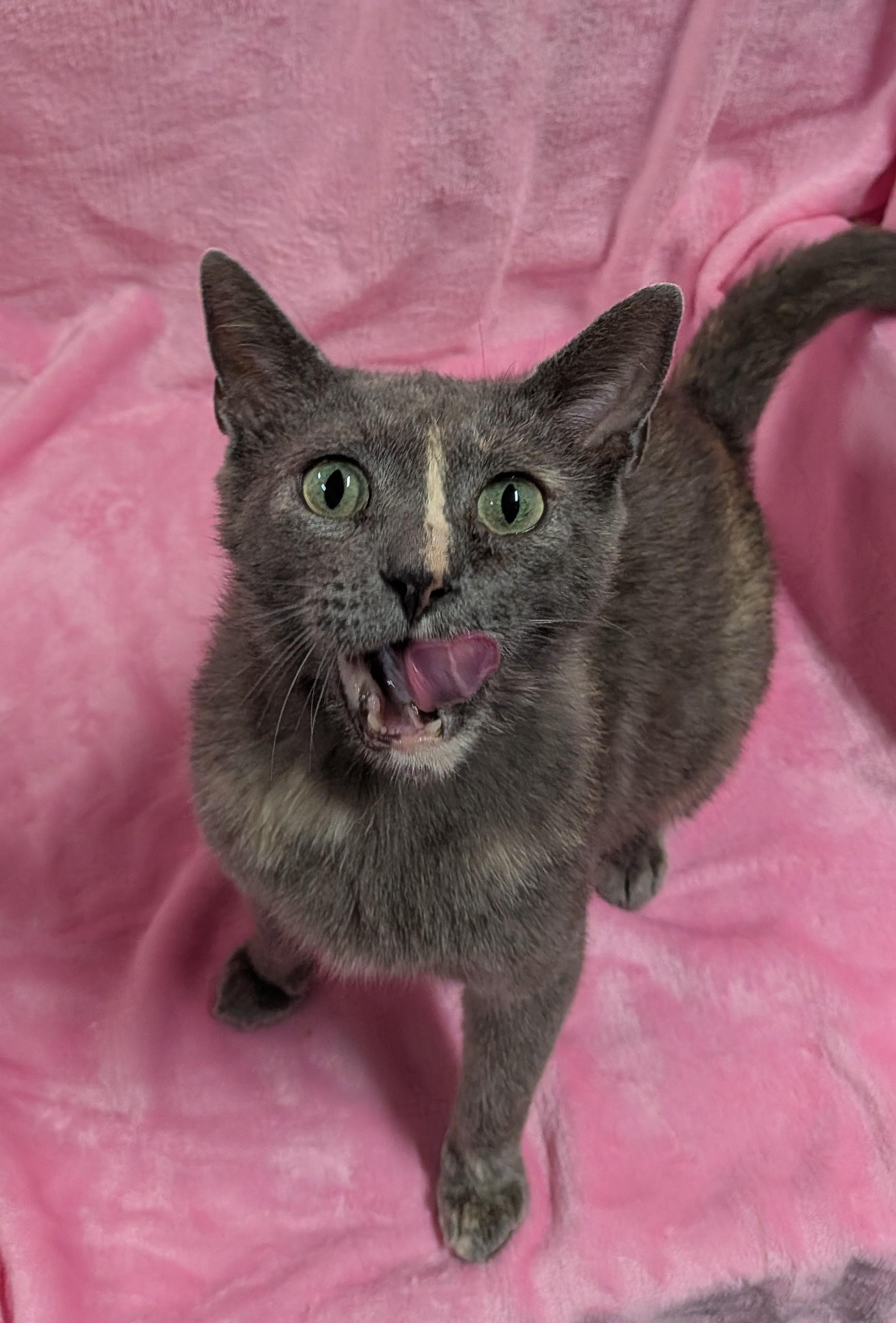 Enlarge GRACE, a Adoptable Domestic Short Hair in Tillsonburg, ON image 4/6