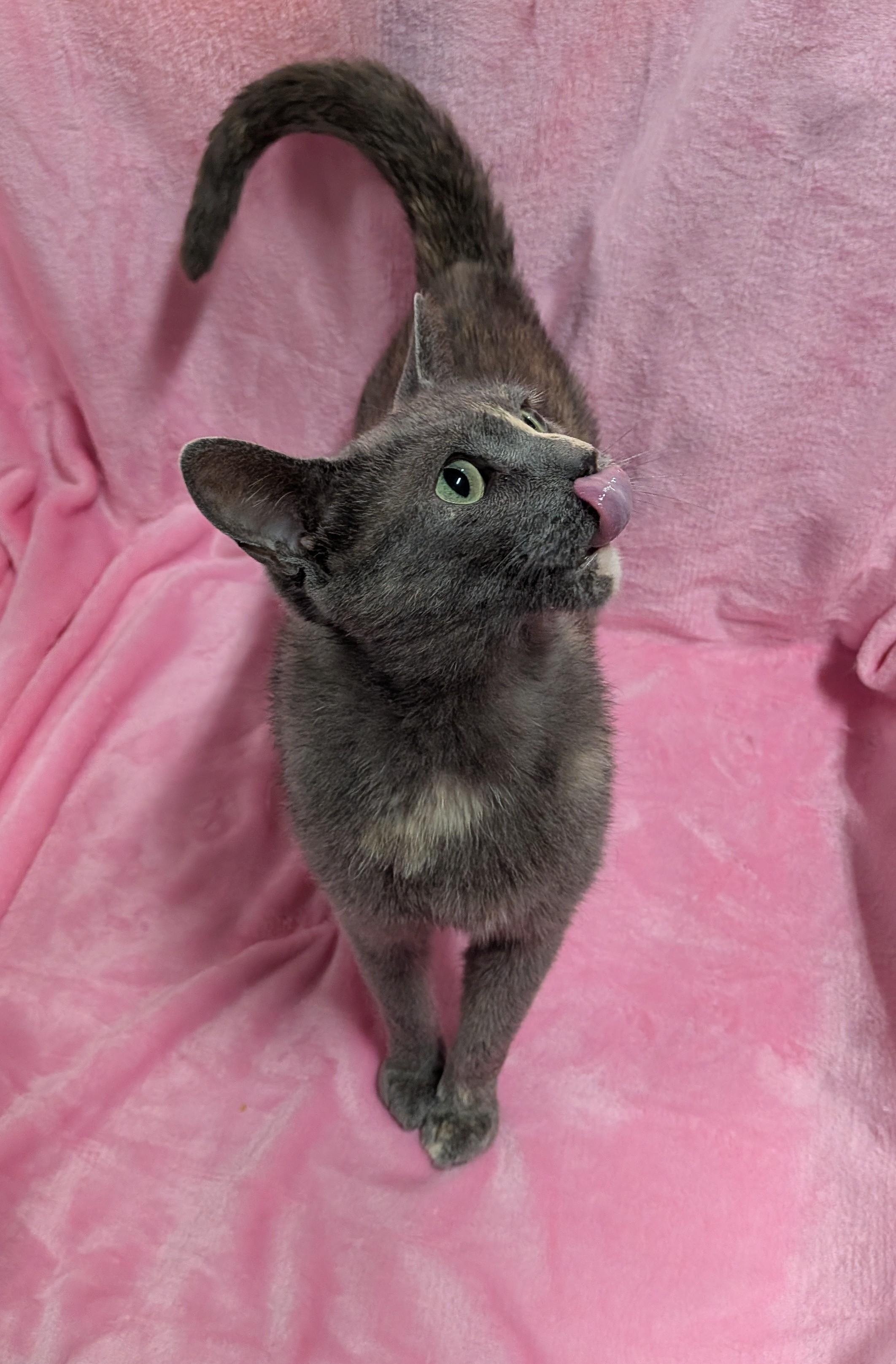 Enlarge GRACE, a Adoptable Domestic Short Hair in Tillsonburg, ON image 2/6