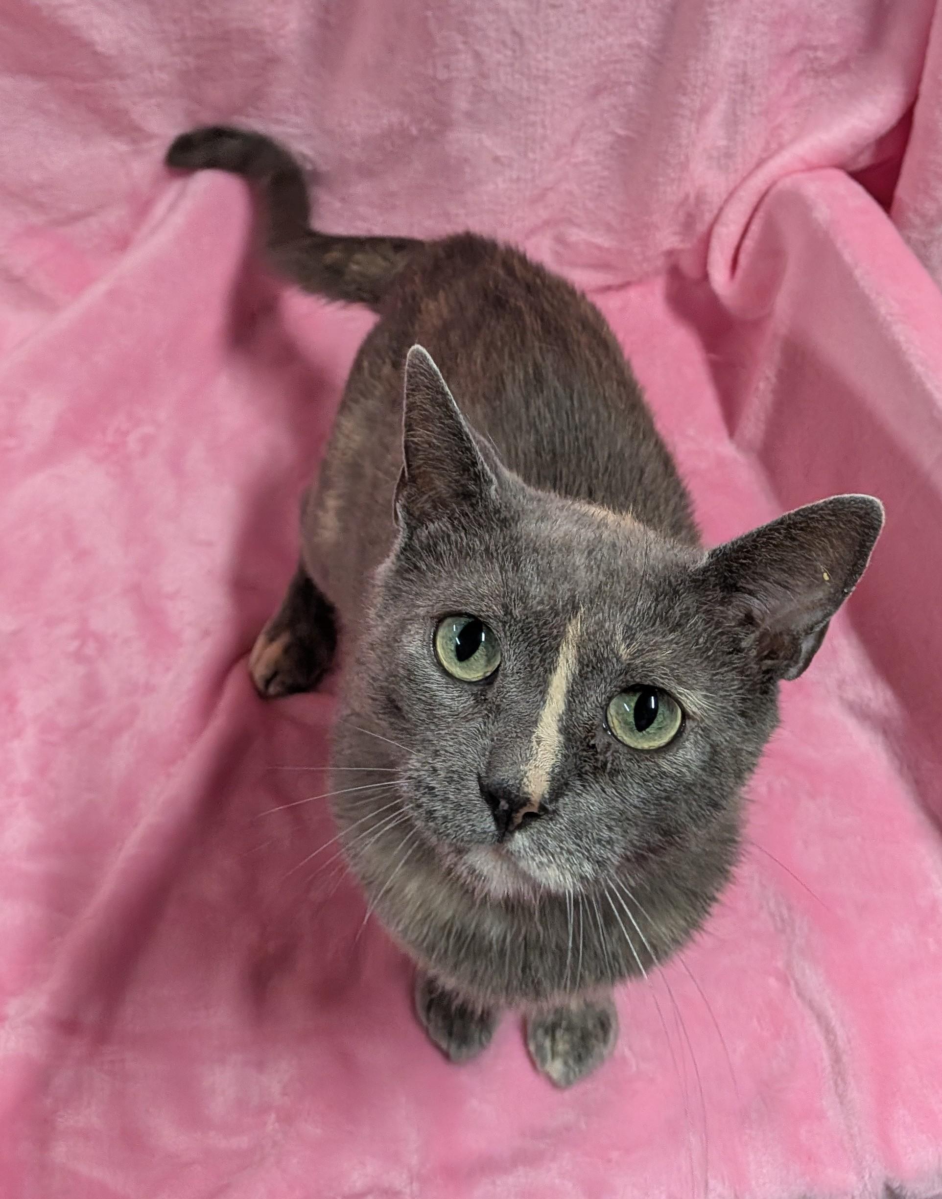 Enlarge GRACE, a Adoptable Domestic Short Hair in Tillsonburg, ON image 1/6