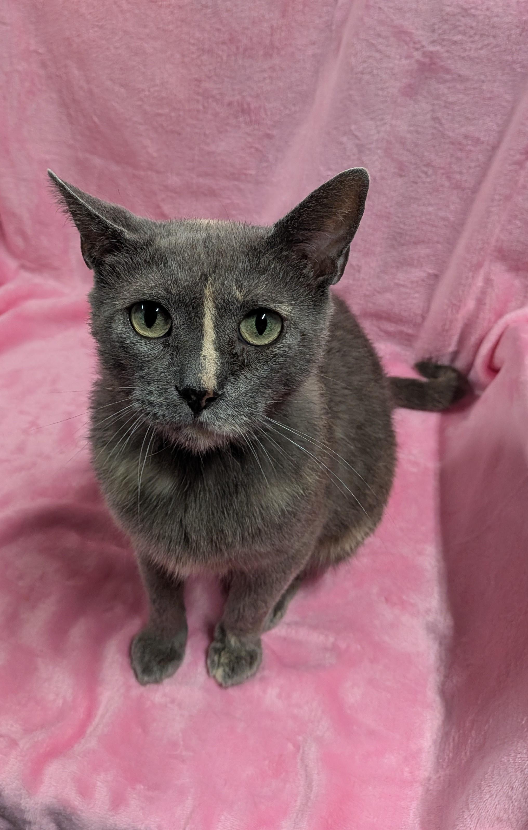 Enlarge GRACE, a Adoptable Domestic Short Hair in Tillsonburg, ON image 5/6