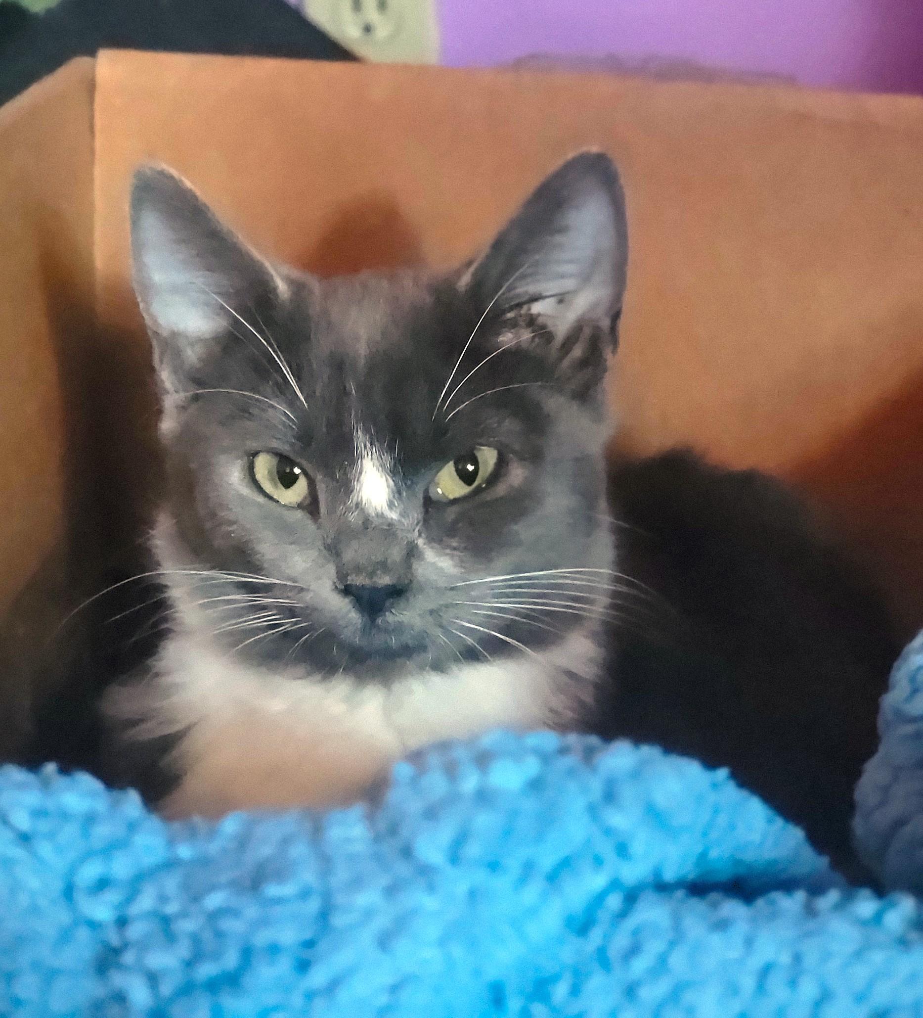 Sally, ADOPTABLE, Young Female Domestic Short Hair.