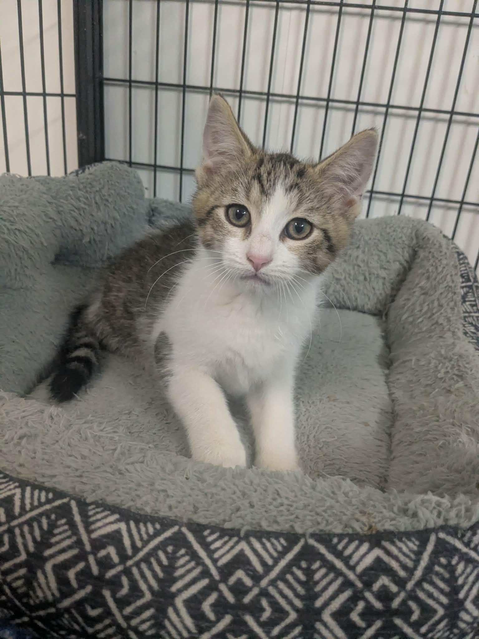 Enlarge Rizzo, a Adopted Domestic Short Hair in Lock Haven, PA image 3/3