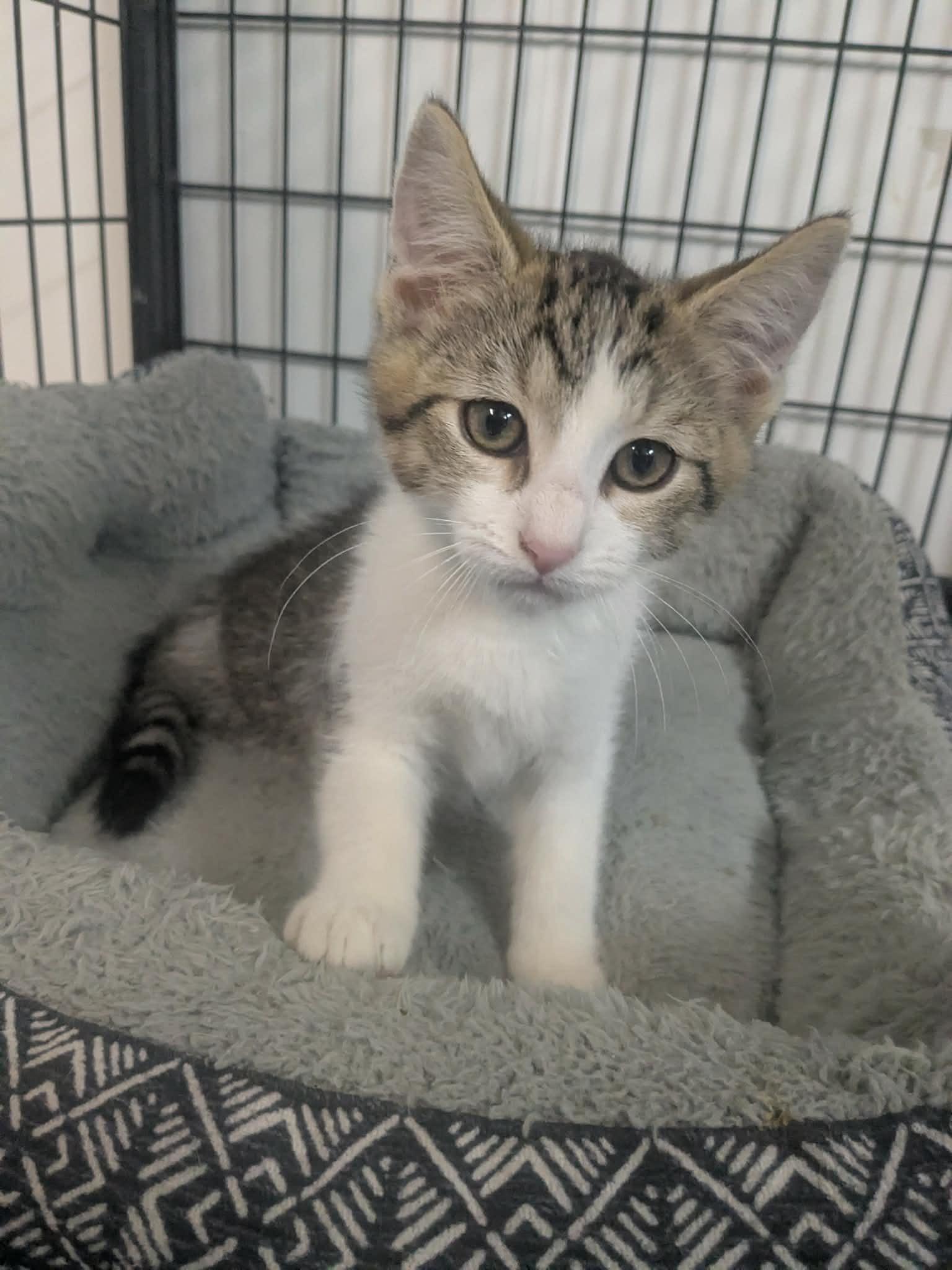 Enlarge Rizzo, a Adopted Domestic Short Hair in Lock Haven, PA image 2/3