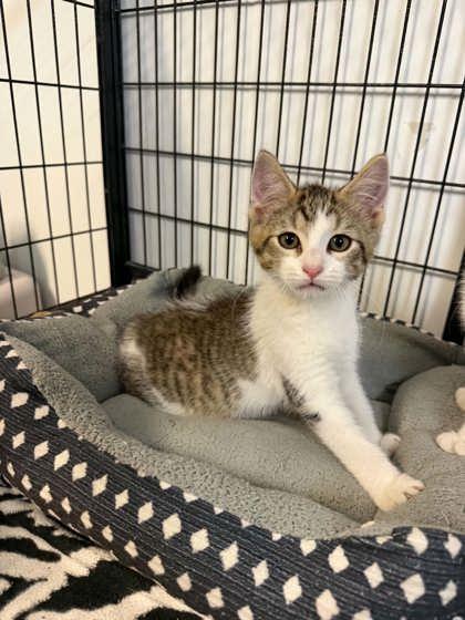 Rizzo, Adopted, Kitten Male Domestic Short Hair.