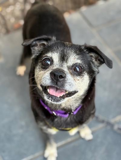 Enlarge Aretha, a ADOPTABLE Puggle in Long Beach, NY image 1/1