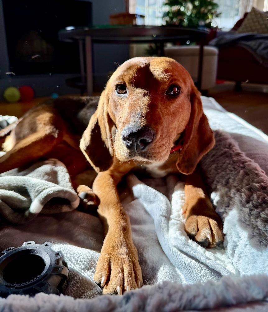 Margo, Adoptable, Young Female Hound.