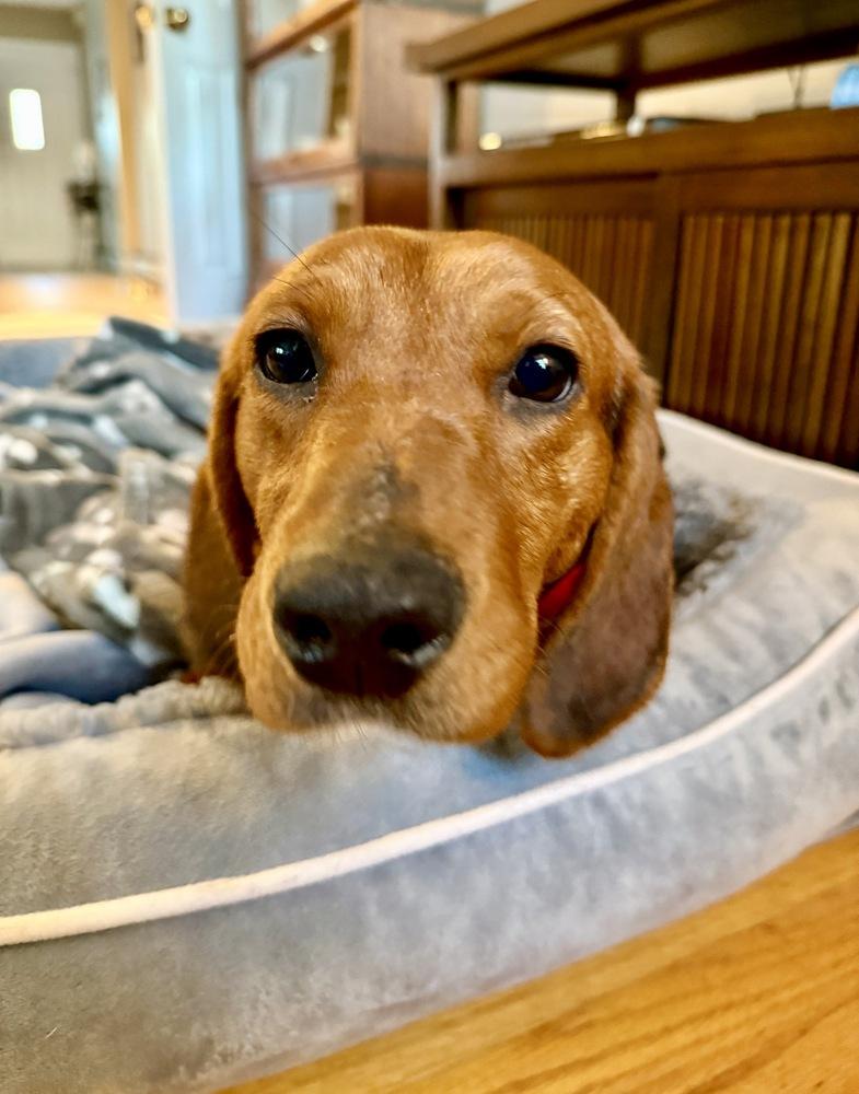 Enlarge Margo, a Adoptable mixed breed in Greenlawn, NY image 2/6