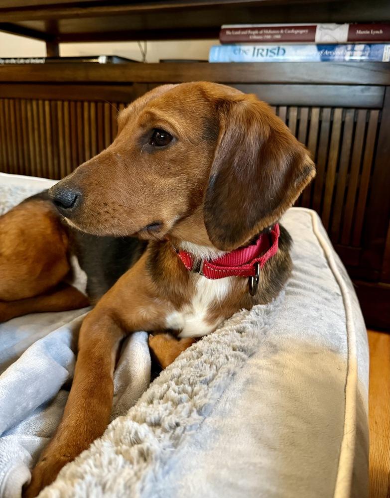 Enlarge Margo, a Adoptable mixed breed in Greenlawn, NY image 3/6